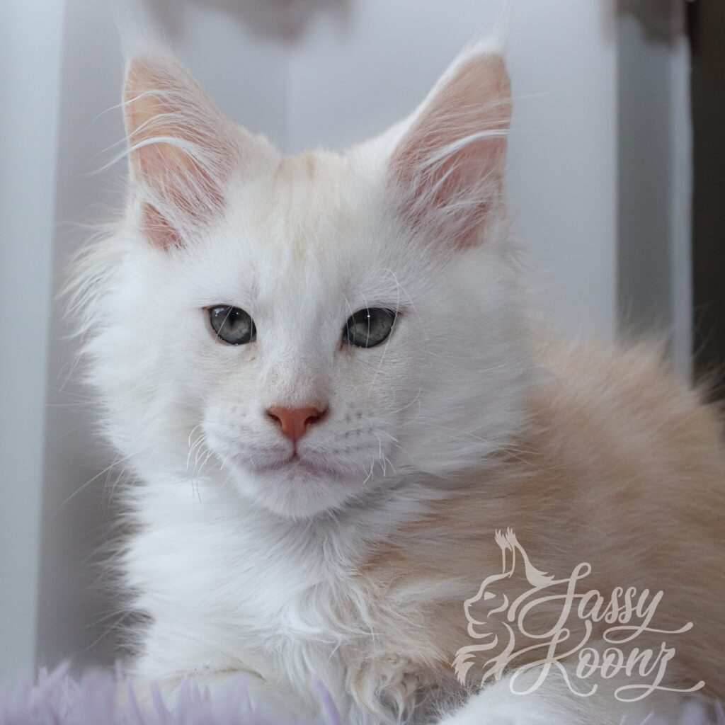 red-high-smoke-maine-coon-II-11-Weeks-old-min ⋆ Sassy Koonz Maine Coon Cattery red high smoke maine coon 11 weeks old