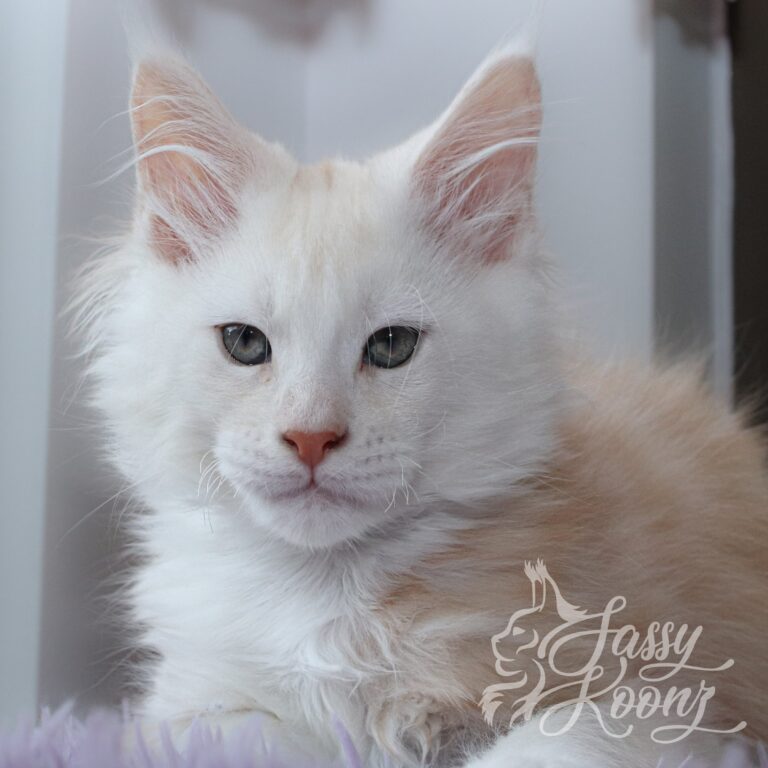 red high smoke maine coon 11 weeks old