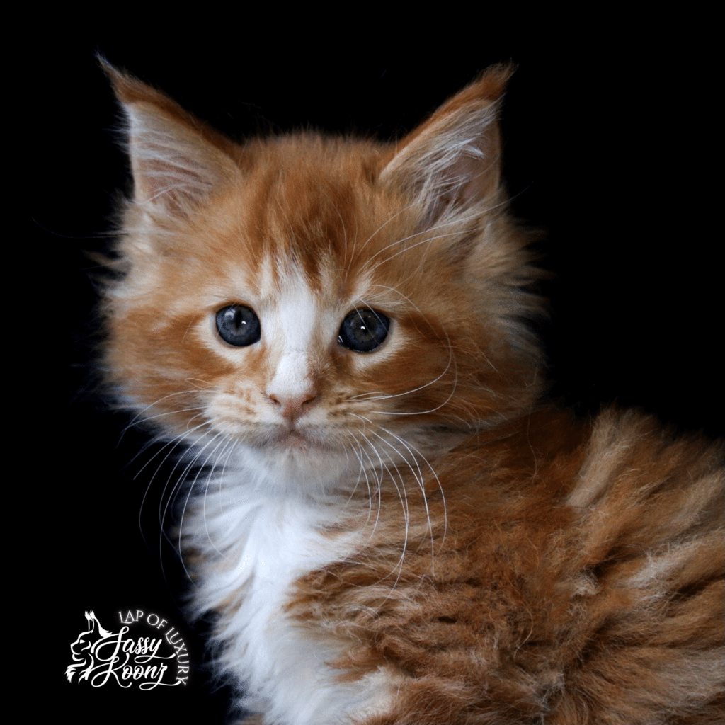 red tabby with white 7 week old maine coon kitten ⋆ Sassy Koonz Maine Coon Cattery euclid red with white 7 week old maine coon kitten