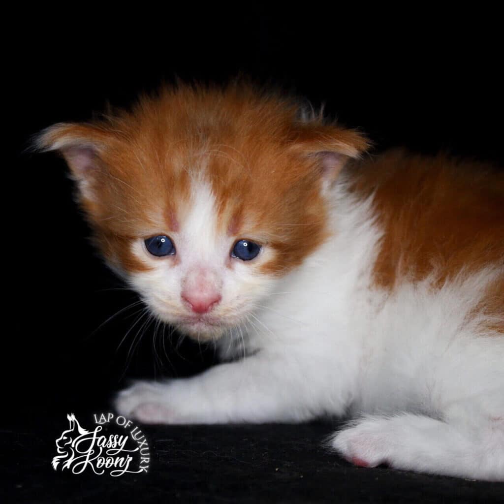 red with white maine coon kitten ⋆ Sassy Koonz Maine Coon Cattery 3 week old maine coon kitten red and white