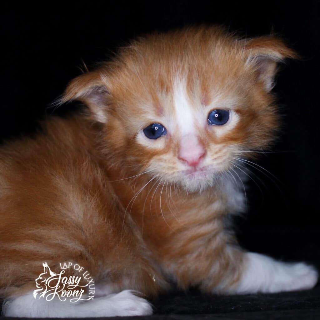 redclassictabbykittenwithwhite ⋆ Sassy Koonz Maine Coon Cattery red classic tabby maine coon kitten with white