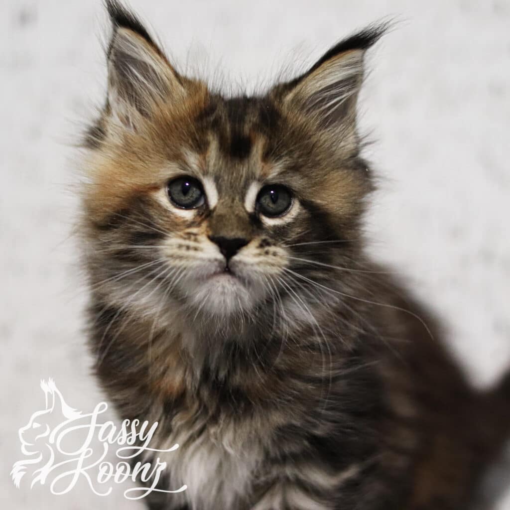 sex-metal-barbie-maine-coon-7-weeks-old ⋆ Sassy Koonz Maine Coon Cattery sex metal barbie maine coon 7 weeks old