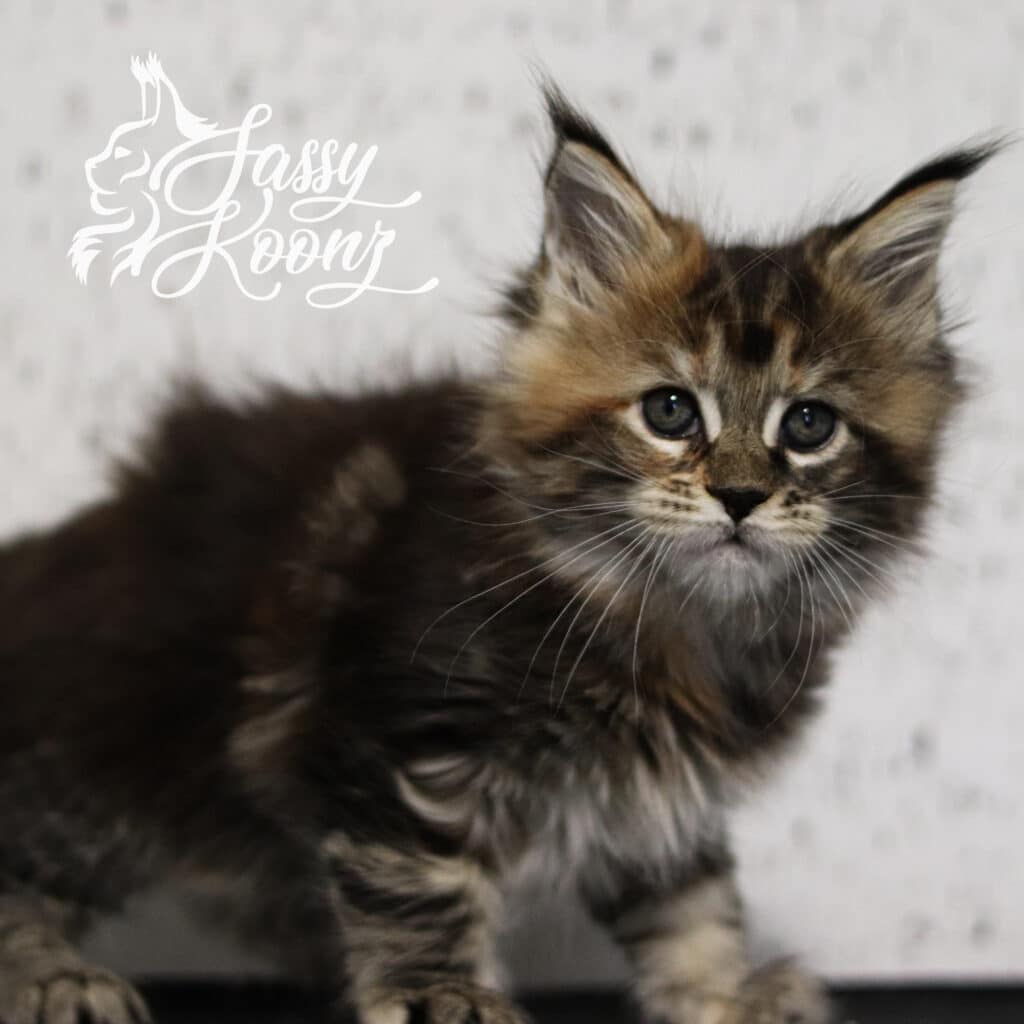 torbie-girl-maine-coon-7-weeks-sassy ⋆ Sassy Koonz Maine Coon Cattery torbie girl maine coon 7 weeks old sassy