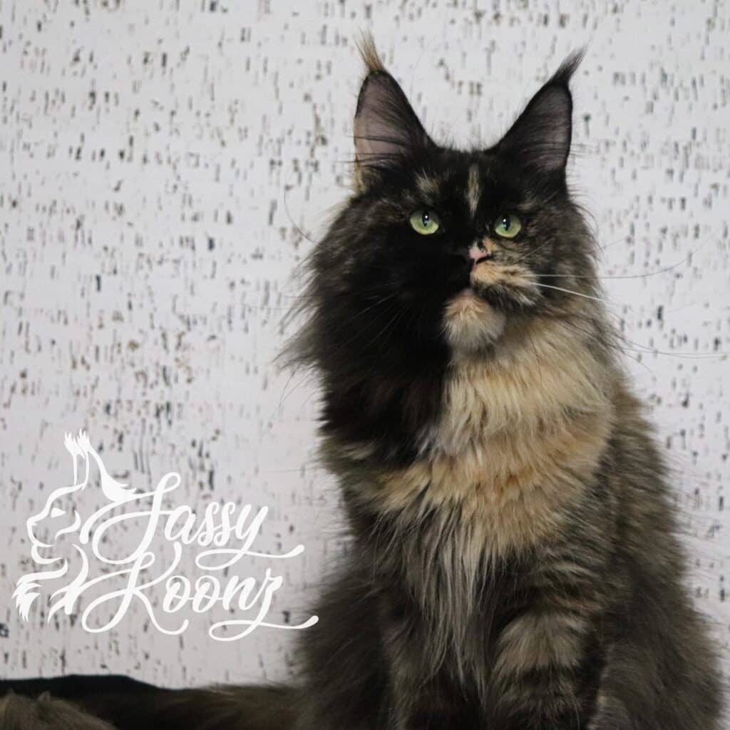Maine coon cat full body tortoiseshell ⋆ Sassy Koonz Maine Coon Cattery Maine coon cat full body tortoiseshell