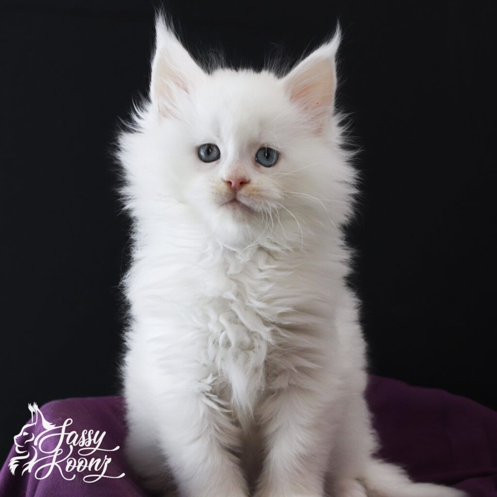 7-weeks-old-maine-coon-white-male-min ⋆ Sassy Koonz Maine Coon Cattery 7 weeks old maine coon white male
