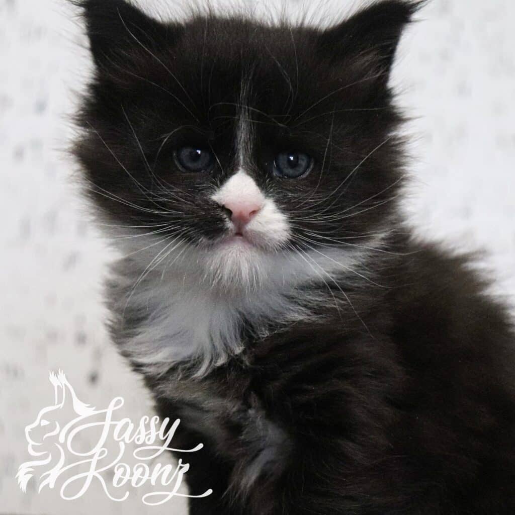 Maine coon kitten Purge at 5 weeks old ⋆ Sassy Koonz Maine Coon Cattery Maine coon kitten for sale black white tuxedo purge 5 weeks old