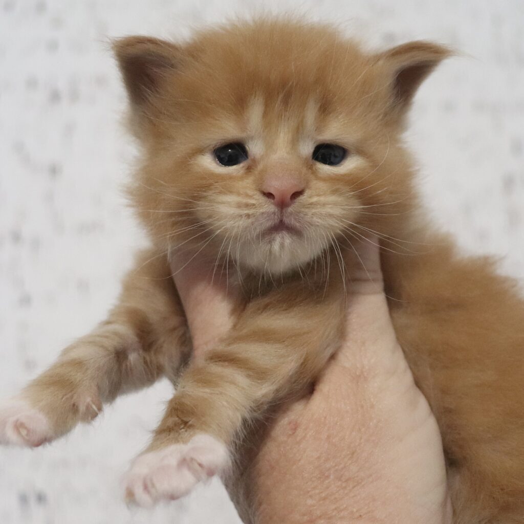 maine coon kittens usa red bizkit  available