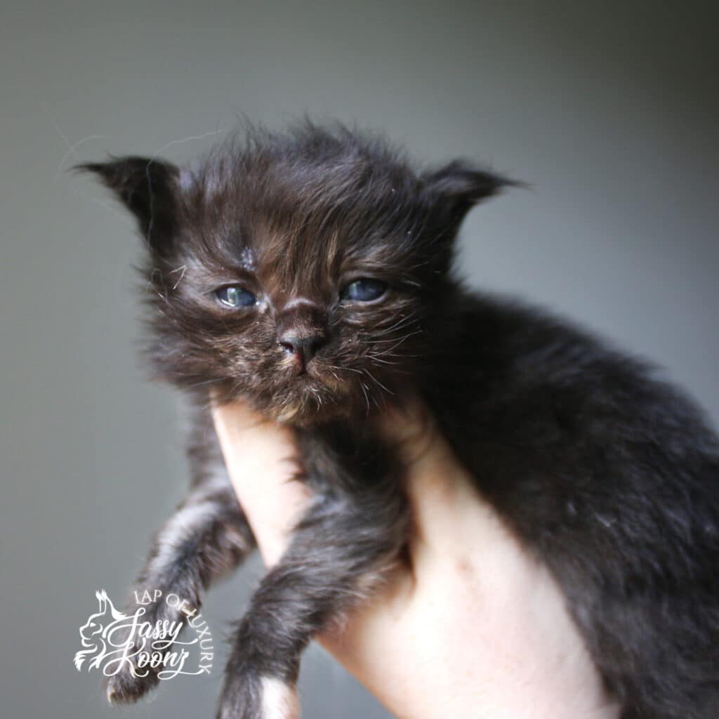 Black-tortie-female-maine-coon-kitten-3-weeks-old-for-sale ⋆ Sassy Koonz Maine Coon Cattery black tortie 3 week old kitten female maine coon
