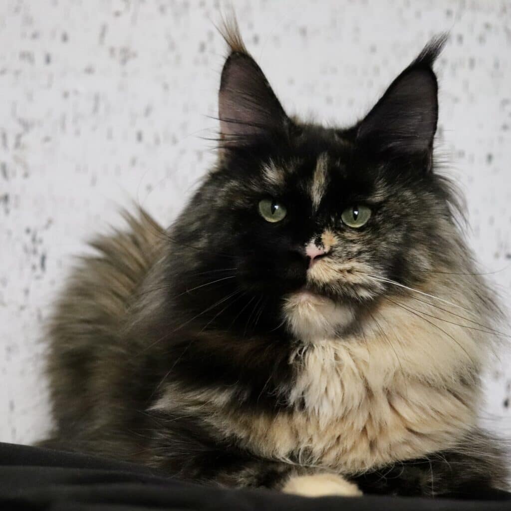Razzleberry our Maine Coon Queen ⋆ Sassy Koonz Maine Coon Cattery maine coon kitens for sale razzleberry Queen cat