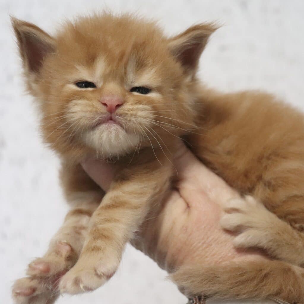 Hot-Dog ⋆ Sassy Koonz Maine Coon Cattery hot dog maine coon kitten sassy koonz red mean face