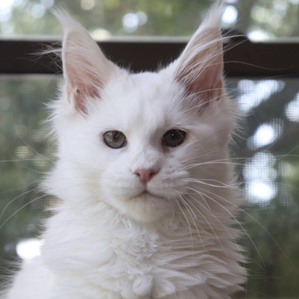 Abigail 4 Months Old ⋆ Sassy Koonz Maine Coon Cattery Abigail 4 months old Maine Coon cat