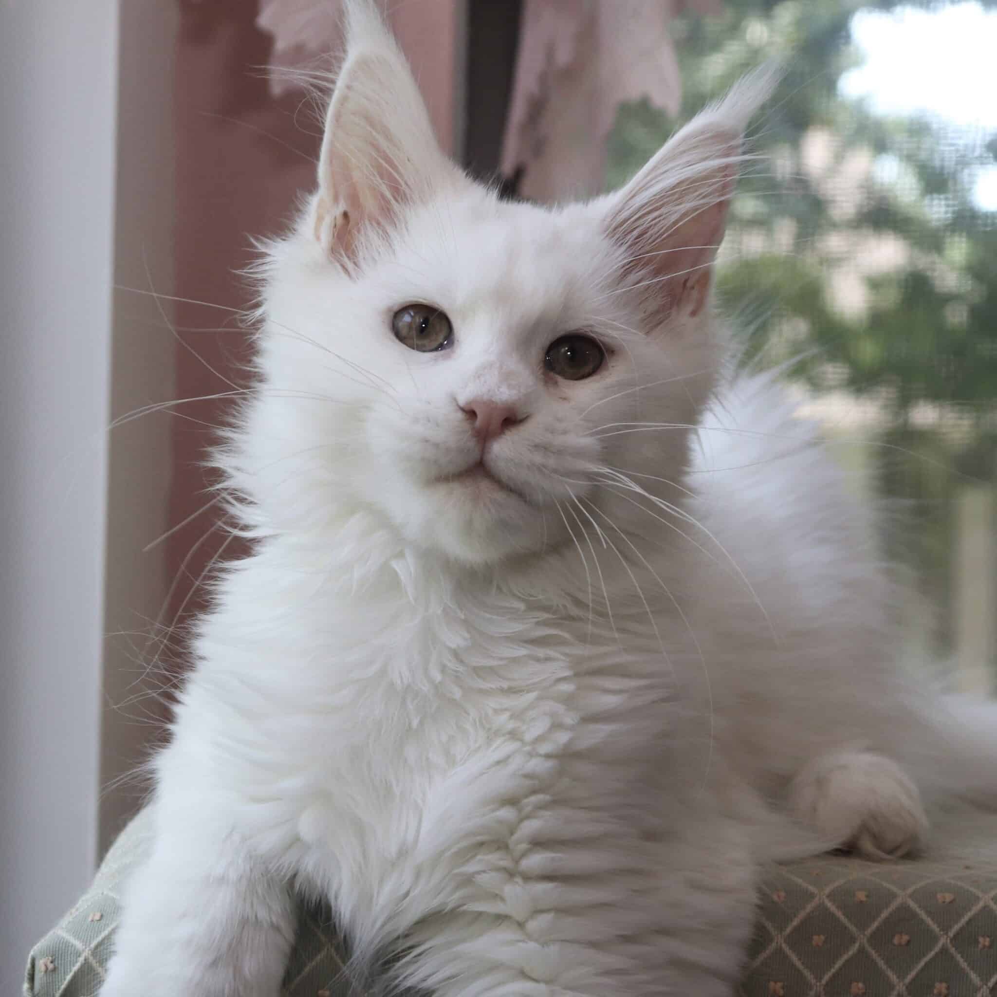 Abigail beautiful Maine Coon cat ⋆ Sassy Koonz Maine Coon Cattery Abigail beautiful Maine Coon cat white