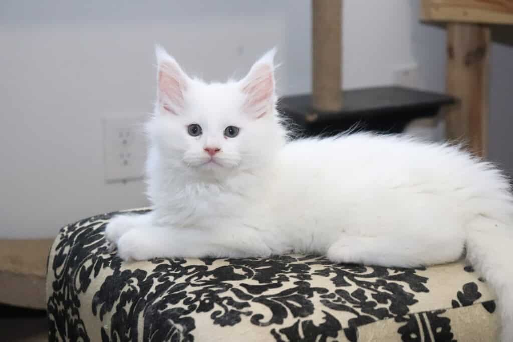 Masterpiece-maine-coon-kitten-for-sale-9-weeks ⋆ Sassy Koonz Maine Coon Cattery