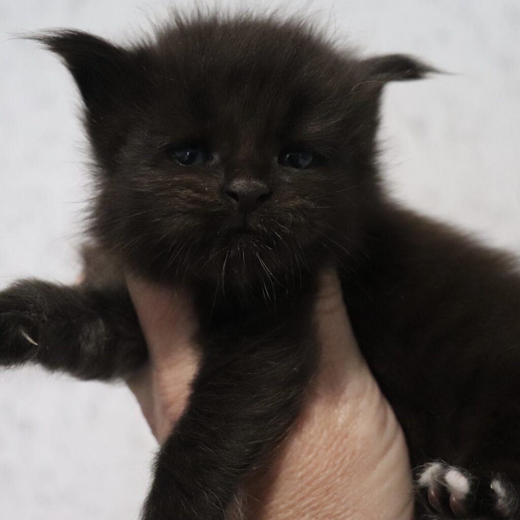 Starfish ⋆ Sassy Koonz Maine Coon Cattery black maine coon kitten 3 weeks old white toes