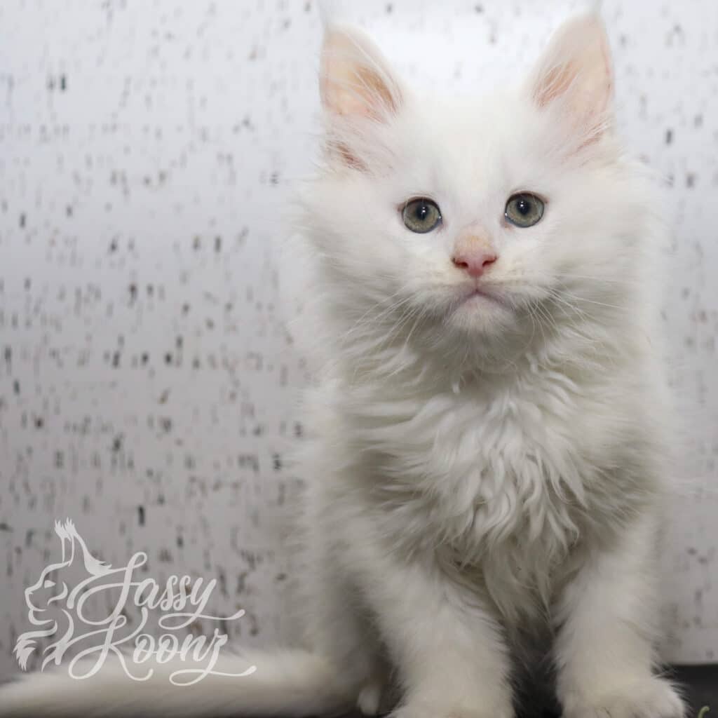 Timebomb-9-weeks-white-maine-coon ⋆ Sassy Koonz Maine Coon Cattery timebomb 9 weeks old white maine coon