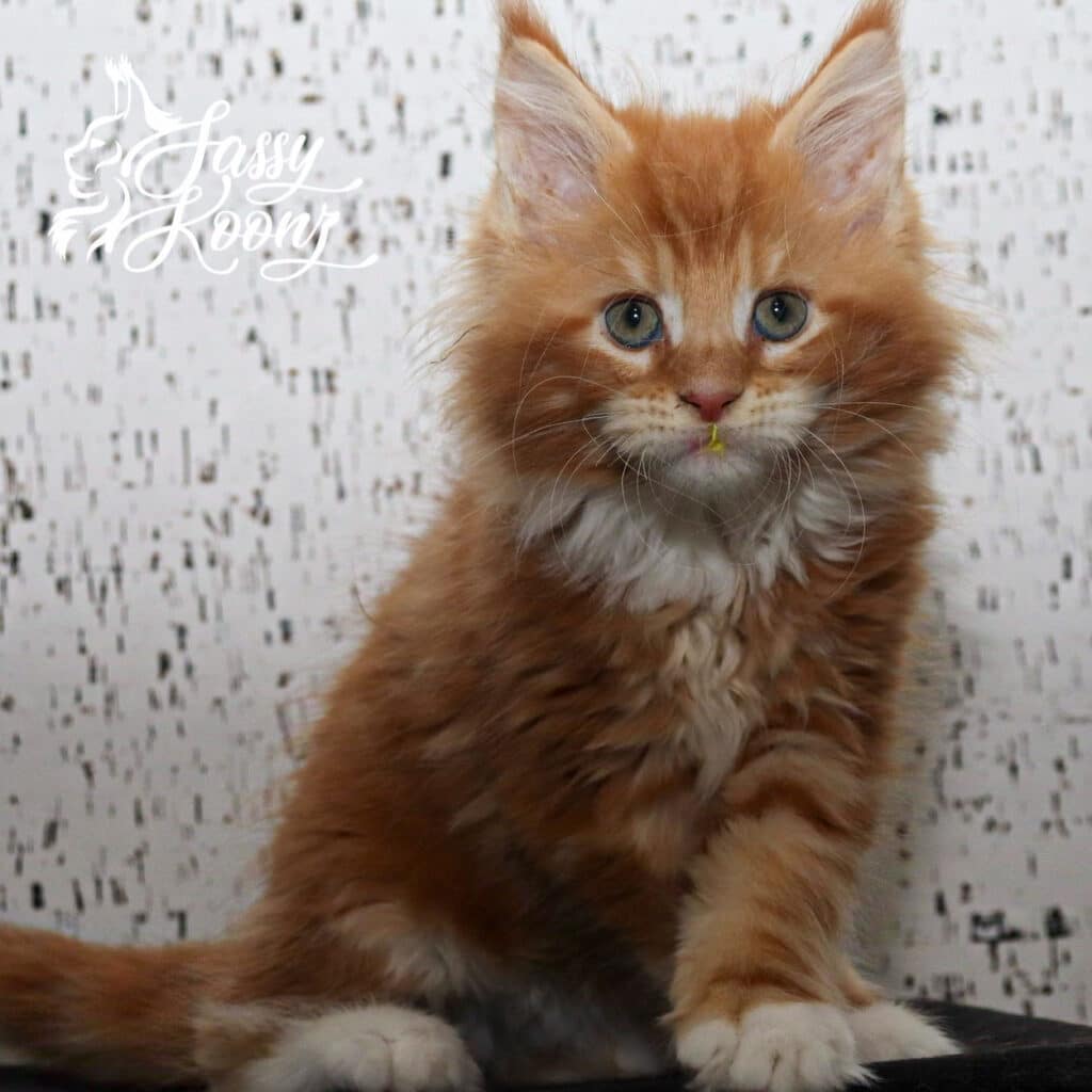 Violets-are-Blue-red-maine-coon-kitten-9 weeks-old ⋆ Sassy Koonz Maine Coon Cattery violets are blue red maine coon kitten 9 week sold