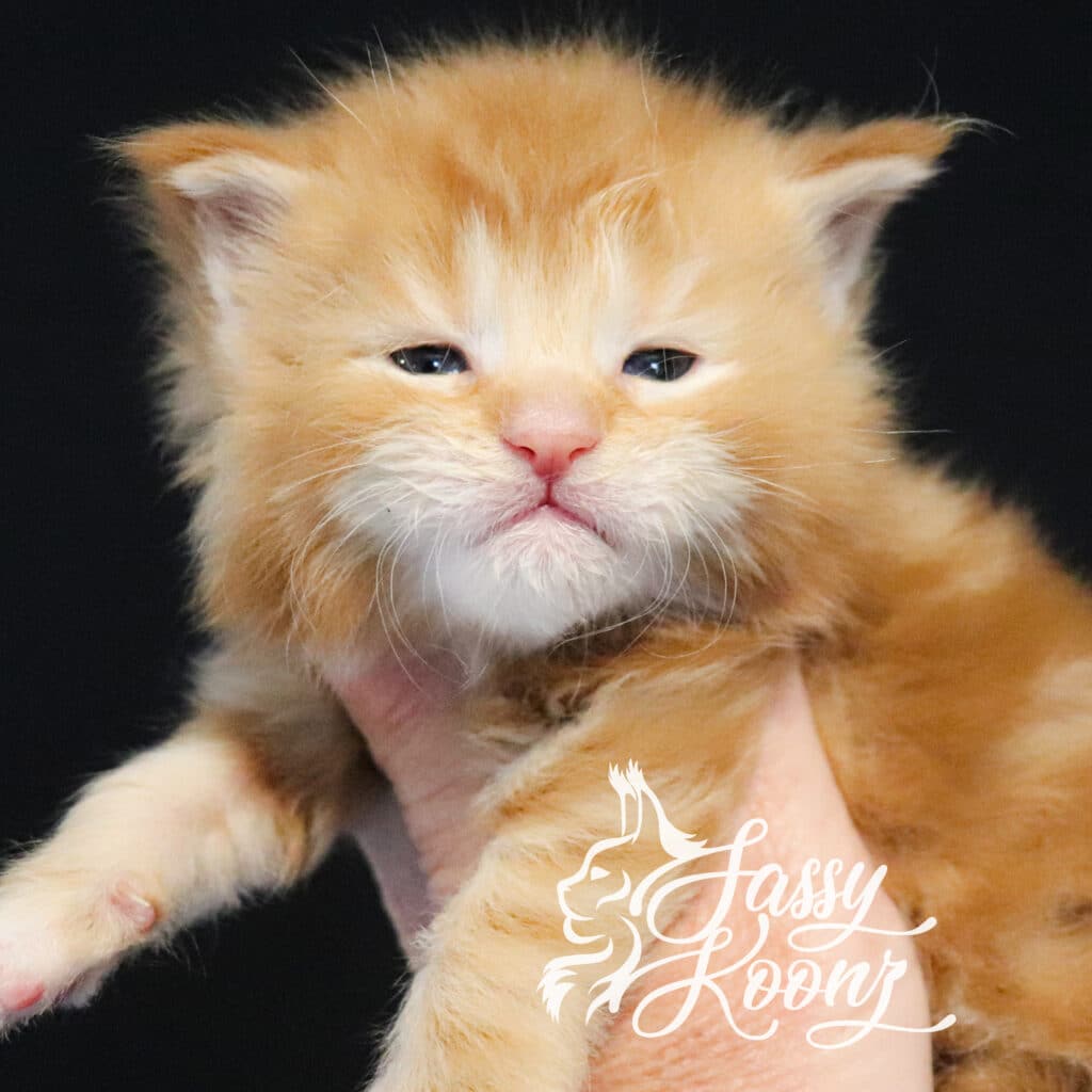 Violets-are-blue-red-maine-coon-kitten ⋆ Sassy Koonz Maine Coon Cattery violets are blue red maine coon kitten