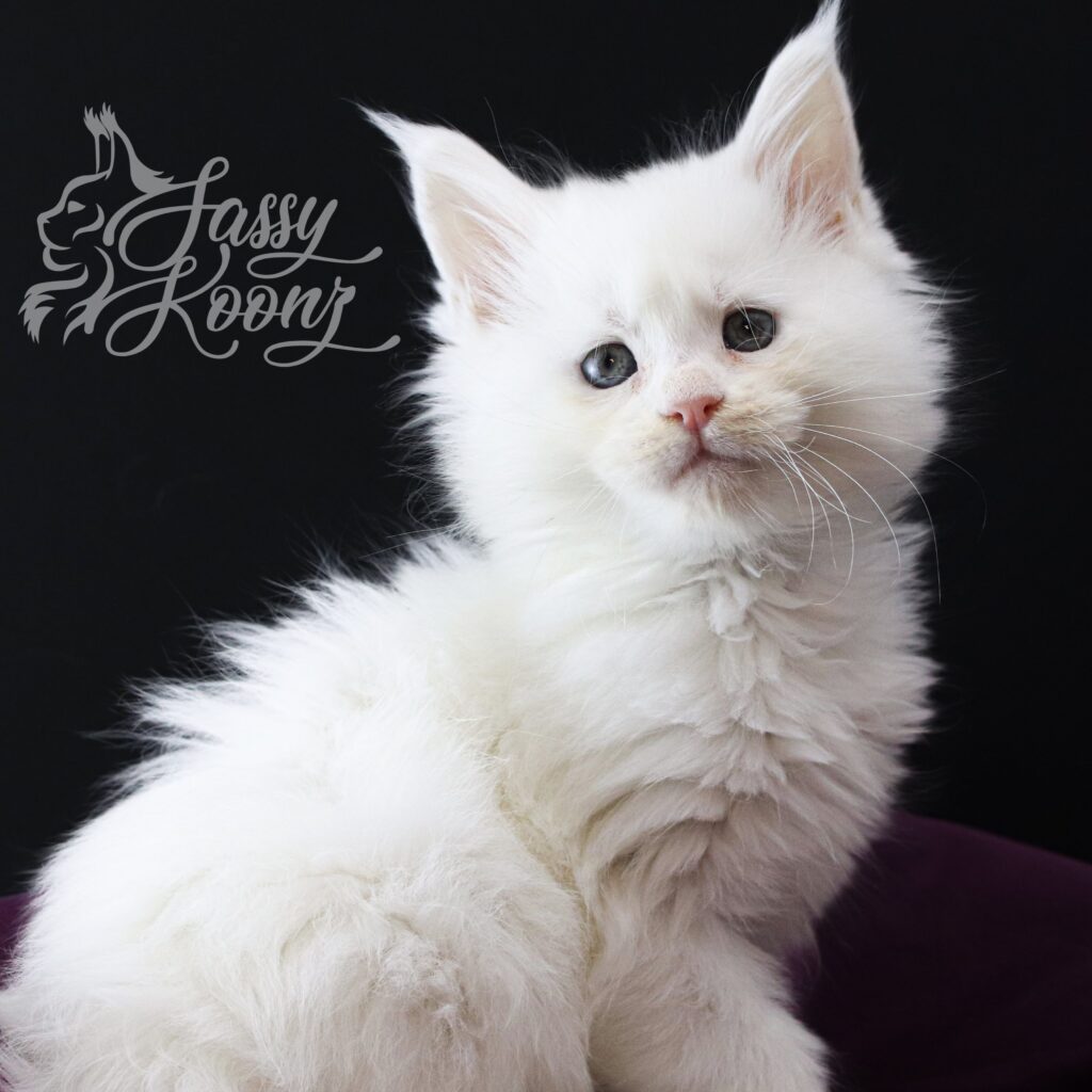abigail-7-Weeks-old-white-maine-coon-girl ⋆ Sassy Koonz Maine Coon Cattery abigail 7 weeks old white maine coon girl