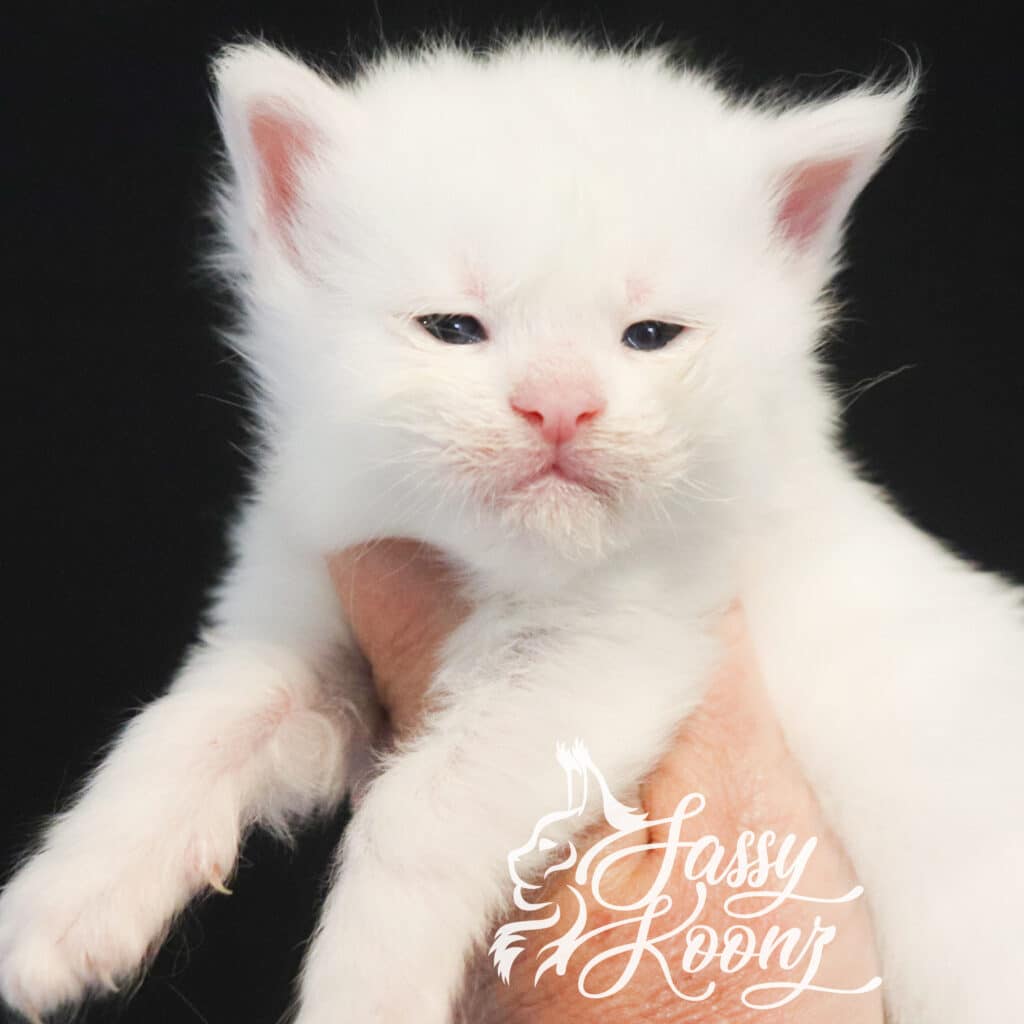 abigail-maine-coon-kitten-white ⋆ Sassy Koonz Maine Coon Cattery abigail maine coon kitten white