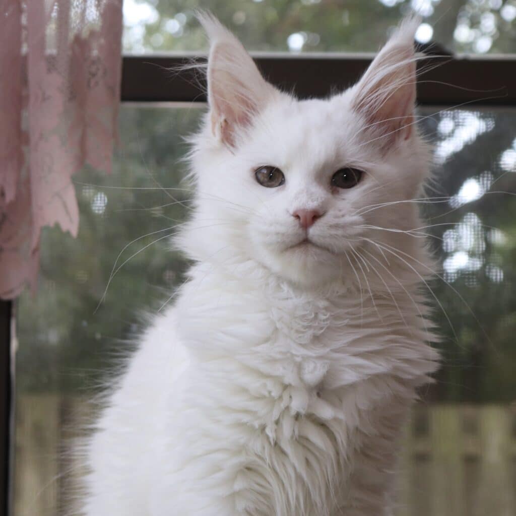 abigail-maine-coon-white ⋆ Sassy Koonz Maine Coon Cattery Maine Coon white girl abigail