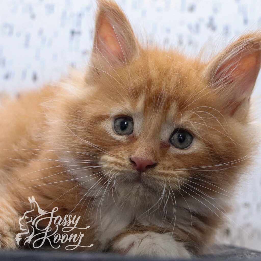 bizkit-7-weeks-old-red-maine-coon-male-kitten ⋆ Sassy Koonz Maine Coon Cattery bizkit 7 weeks old red maine coon male kitten