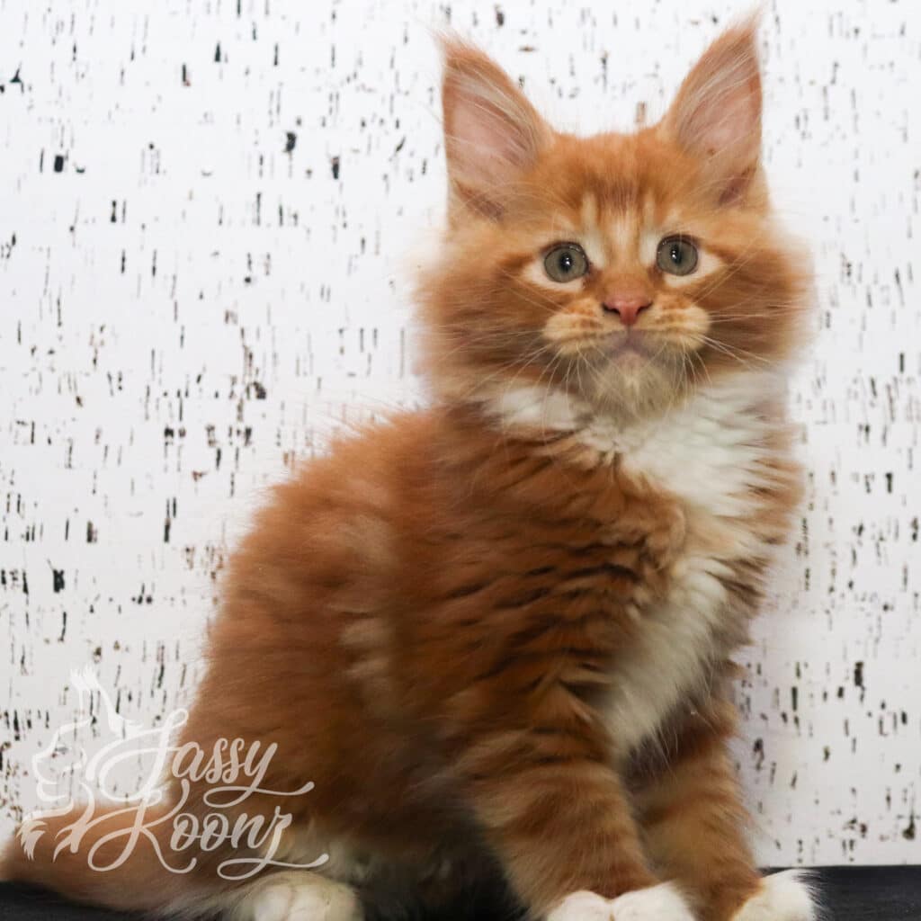 bizkit-9-weeks-maine-coon-kitten ⋆ Sassy Koonz Maine Coon Cattery bizkit 9 weeks old maine coon kitten