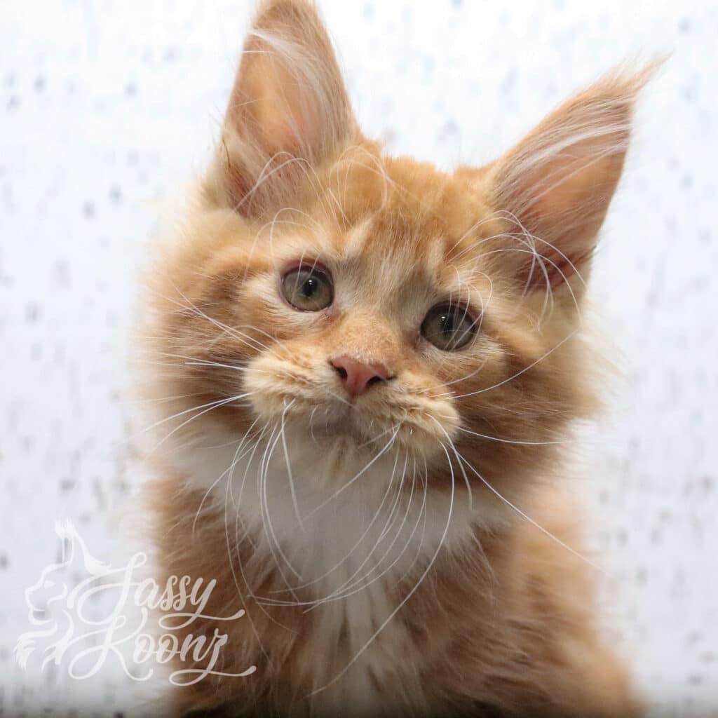 bizkit-head-shot-maine-coon-cat ⋆ Sassy Koonz Maine Coon Cattery bizkit head shot maine coon cat