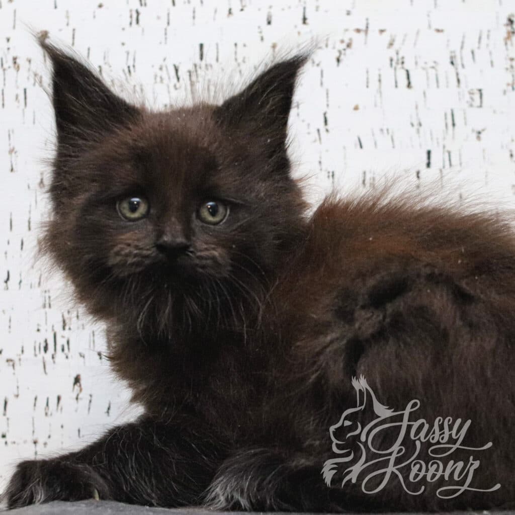 black-maine-coon-kitten-starfish-7-weeks-old ⋆ Sassy Koonz Maine Coon Cattery black maine coon kitten Starfish 7 weeks old