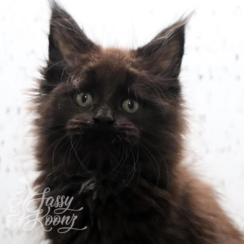 black-maine-coon-kitten-starfish-9-weeks ⋆ Sassy Koonz Maine Coon Cattery black maine coon kitten starfish 9 weeks old