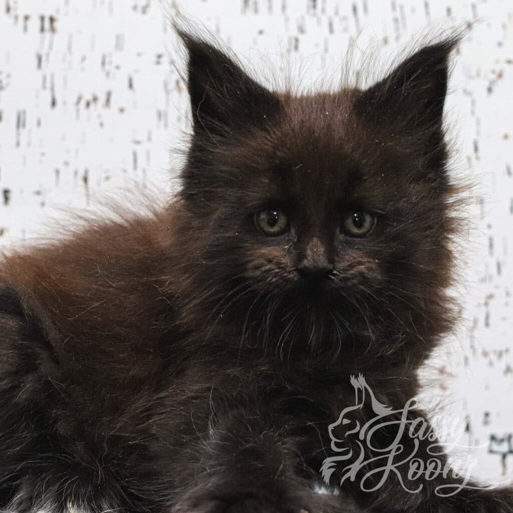 black-maine-coon-kittens-starfish-7-weeks-old ⋆ Sassy Koonz Maine Coon Cattery black maine coon kittens starfish 7 weeks old