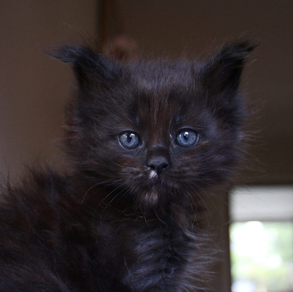 black tortie female 7 week old maine coon ⋆ Sassy Koonz Maine Coon Cattery black tortie female 7 week old maine coon