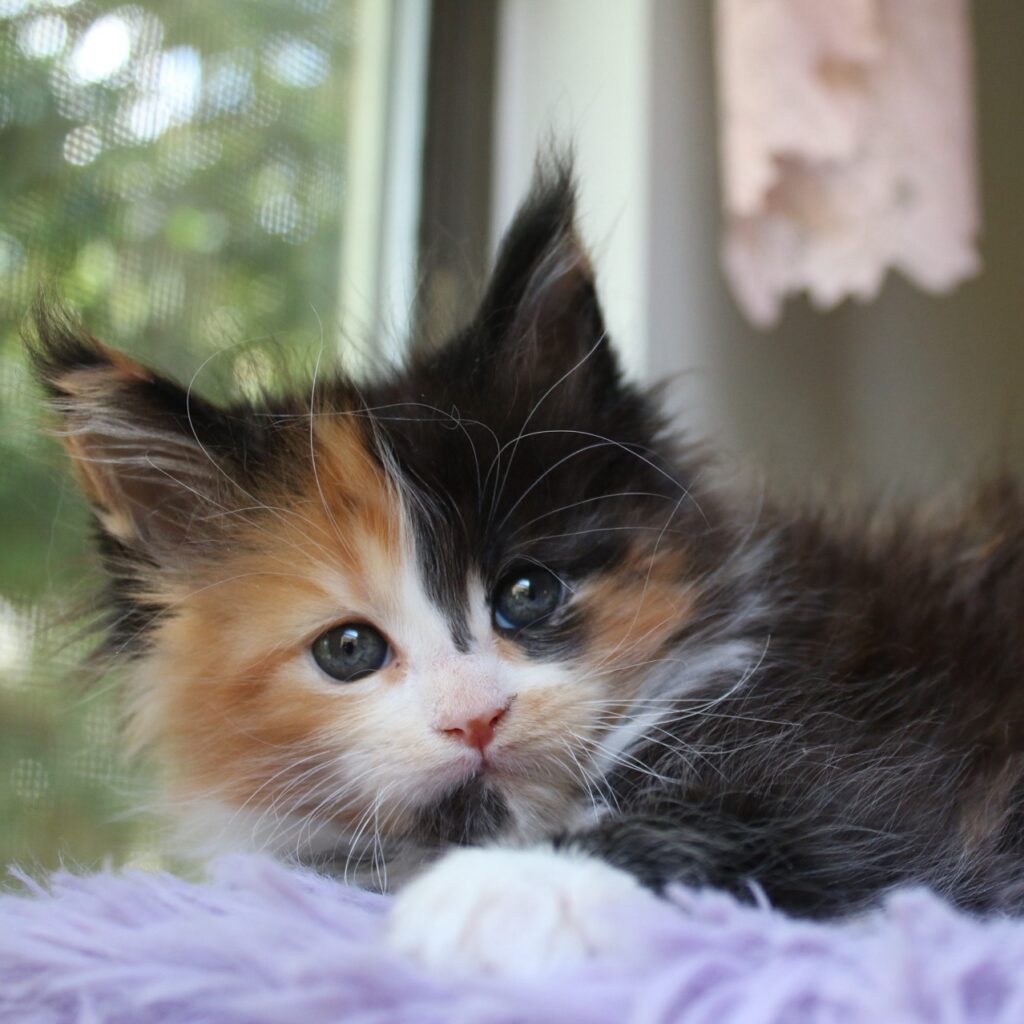 black tortie with white 7 week old female maine coon kitten greta ⋆ Sassy Koonz Maine Coon Cattery black tortie with white 7 week old female maine coon kitten greta