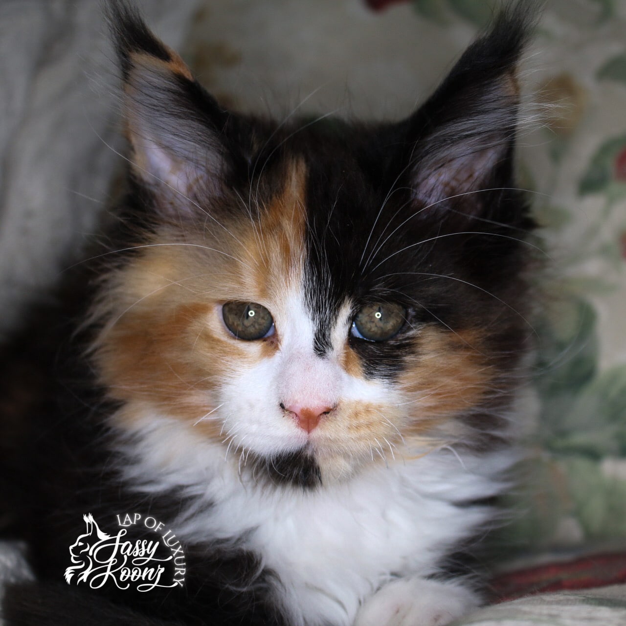 greta 11 week old maine coon kitten black tortie with white