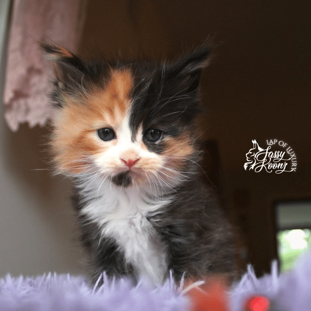 greta 5 week old maine coon kitten tortie ⋆ Sassy Koonz Maine Coon Cattery greta van fleet 5 week old maine coon kitten available tortie