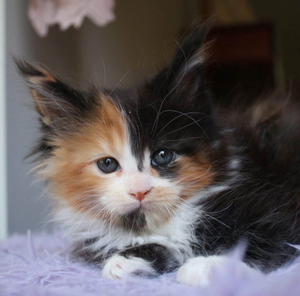 greta 7 week old female maine coon tortie available ⋆ Sassy Koonz Maine Coon Cattery greta 7 week old female maine coon tortie available
