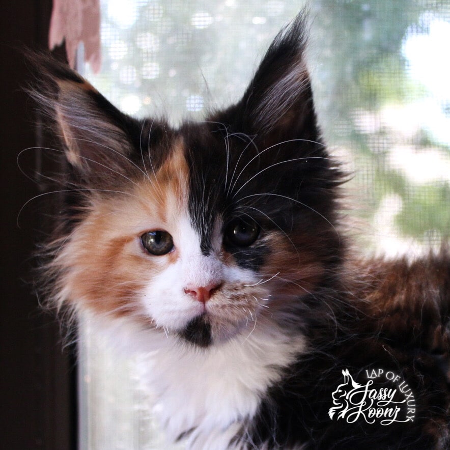 greta 9 week old female maine coon black tortie with white kitten ⋆ Sassy Koonz Maine Coon Cattery greta 9 week old female maine coon black tortie with white kitten