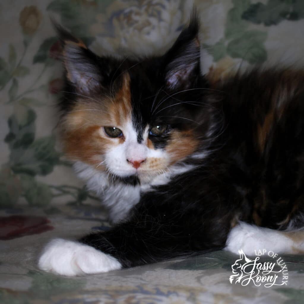 greta gorgeous 11 week old black tortie maine coon kitten ⋆ Sassy Koonz Maine Coon Cattery greta gorgeous 11 week old black tortie maine coon kitten