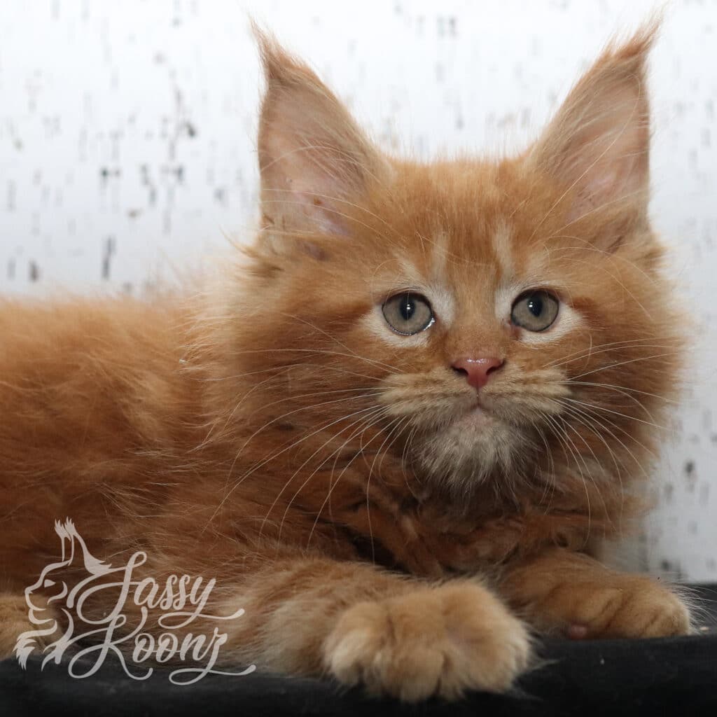 hot-dog-sassy-koonz-9-weeks-old ⋆ Sassy Koonz Maine Coon Cattery hot dog 9 weeks old sassy koonz
