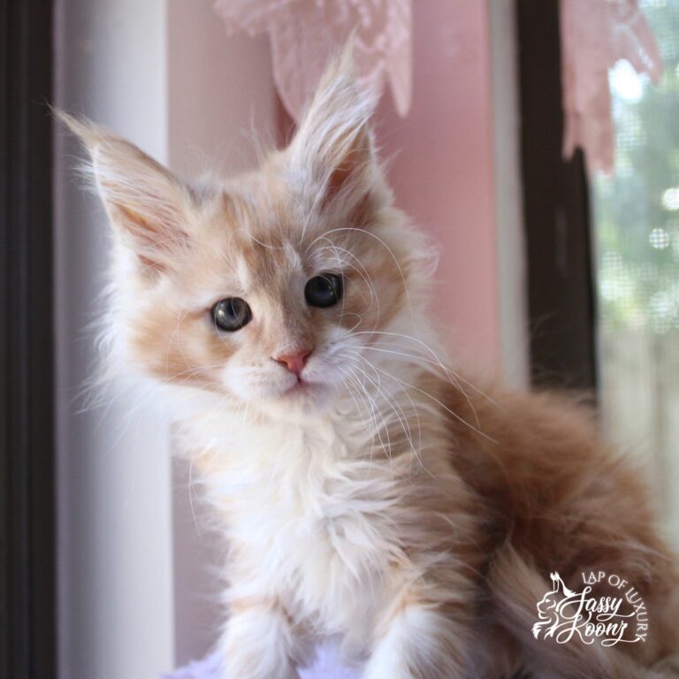 9 weeks old red smoke maine coon ktiten
