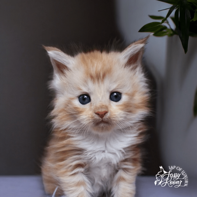 maine coon kitten 5 weeks old cream available for sale ⋆ Sassy Koonz Maine Coon Cattery maine coon kitten red silver 5 weeks old for sale