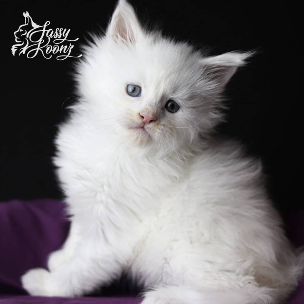 maine-coon-kitten-for-sale-white-timebomb-baby ⋆ Sassy Koonz Maine Coon Cattery maine coon kitten for sale white timebomb 5 weeks old