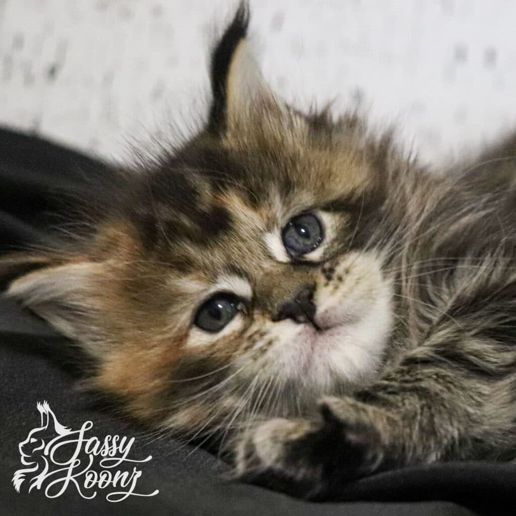 Barbie 5 weeks old ⋆ Sassy Koonz Maine Coon Cattery maine coon kitten who will be spayed at 6 months old