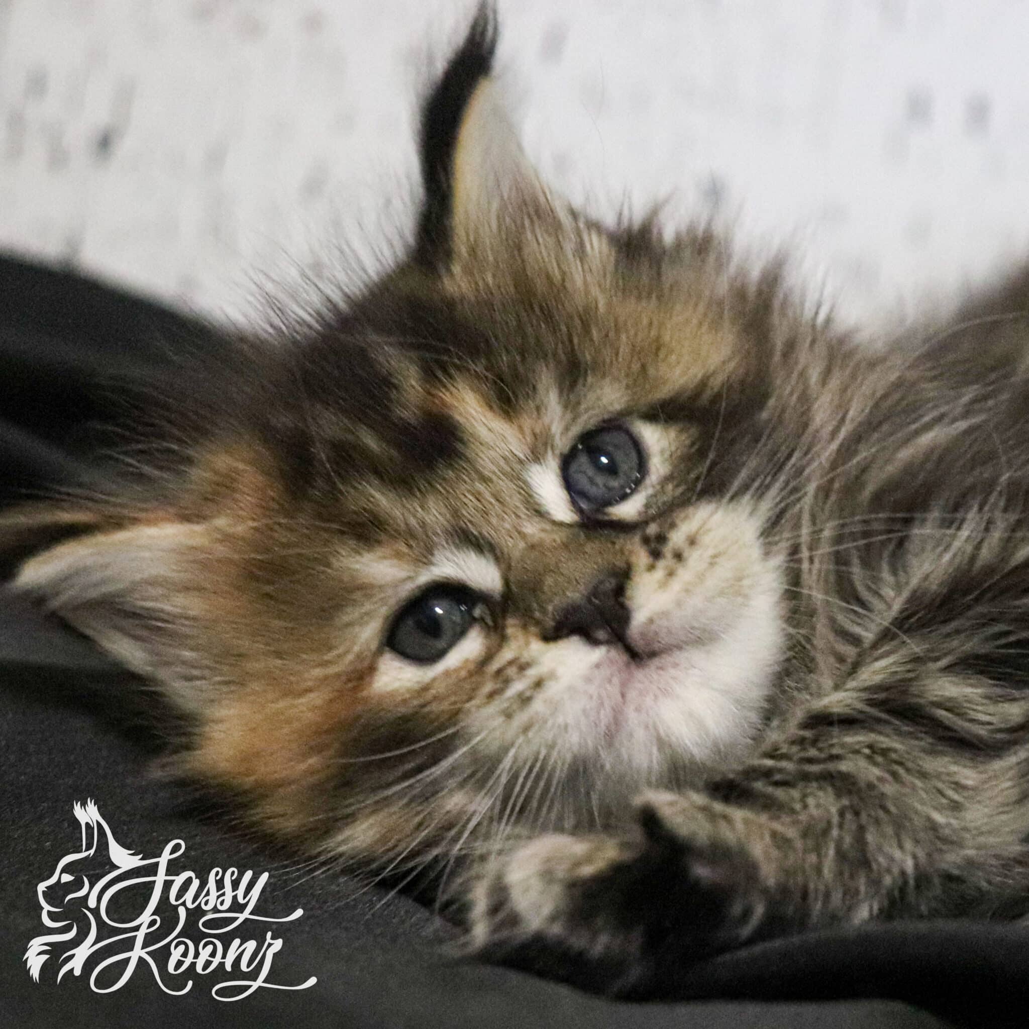 Barbie 5 weeks old โ Sassy Koonz Maine Coon Cattery maine coon kittens for sale georgia barbie