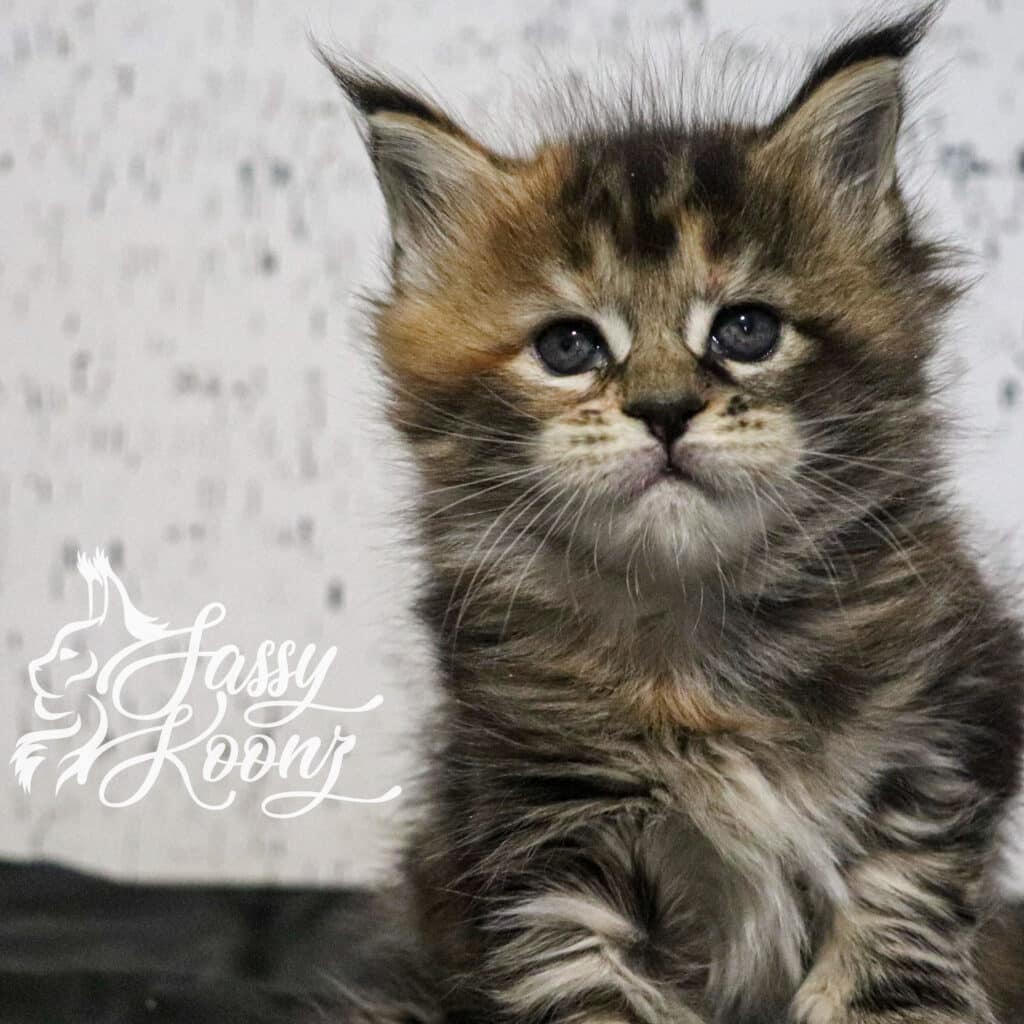 Sex Metal Barbie maine Coon ⋆ Sassy Koonz Maine Coon Cattery maine coon kittens for sale north carolina barbie