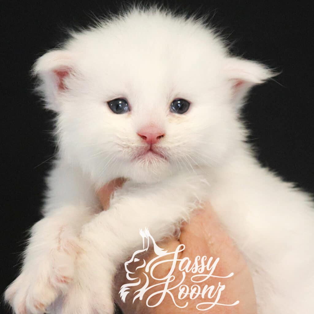 masterpiece-3-weeks-old-giant-white-maine-coon-kitten ⋆ Sassy Koonz Maine Coon Cattery masterpiece 3 weeks old giant white maine coon kitten
