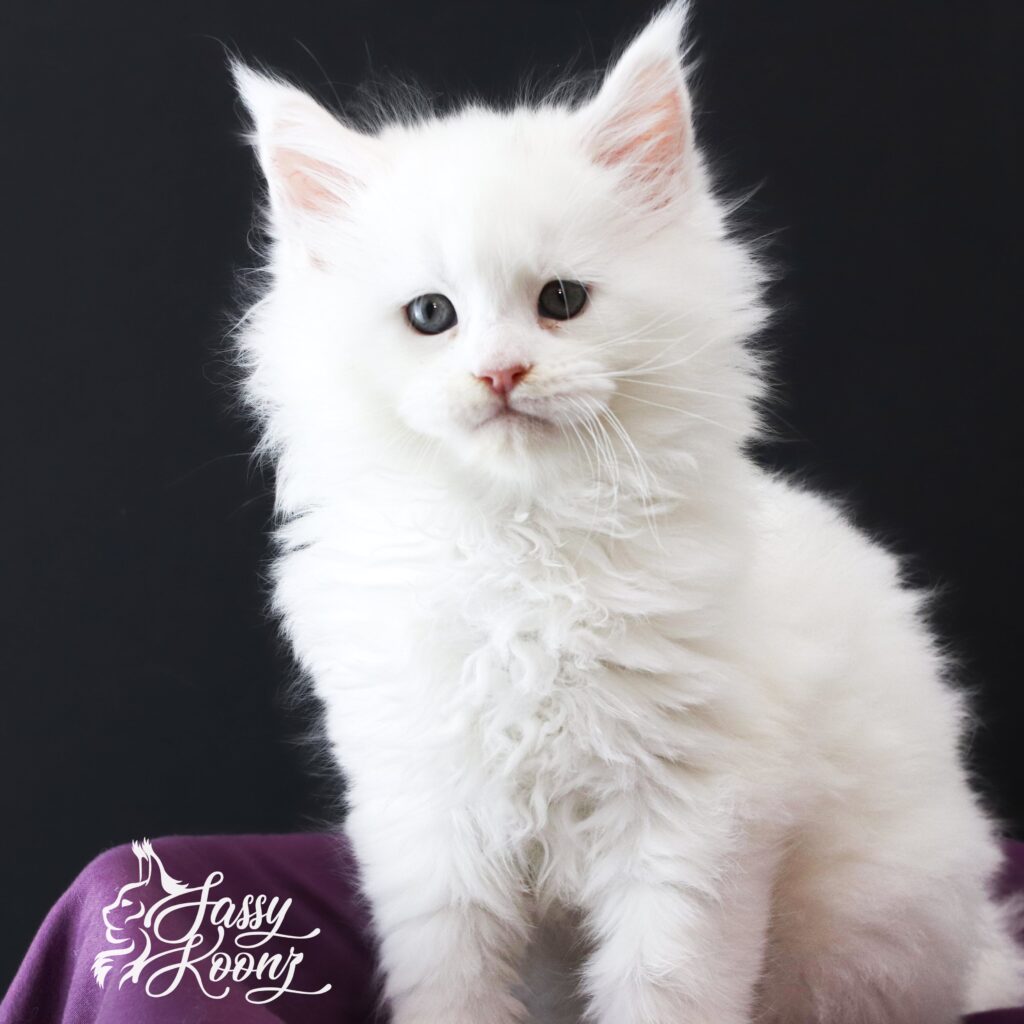 masterpiece-maine-coon ⋆ Sassy Koonz Maine Coon Cattery masterpiece maine coon