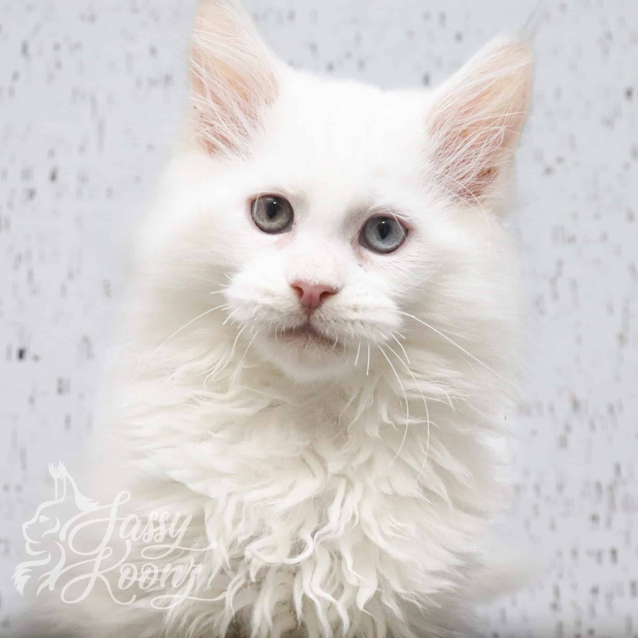 odd eye maine coon kitten porcelain
