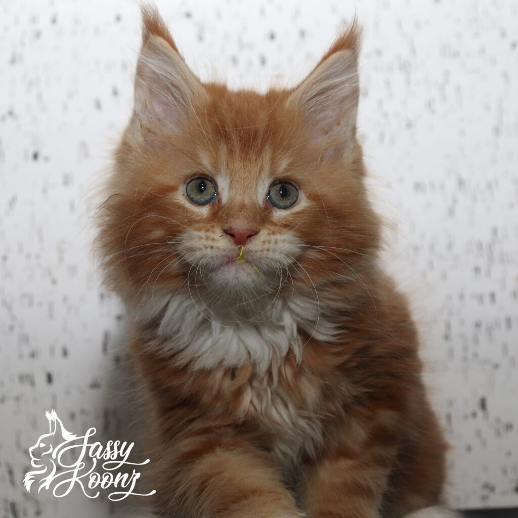 orange-maine-coon-kitten-for-sale-9-weeks-old-violets ⋆ Sassy Koonz Maine Coon Cattery orange maine coon kitten for sale 8 weeks old violets
