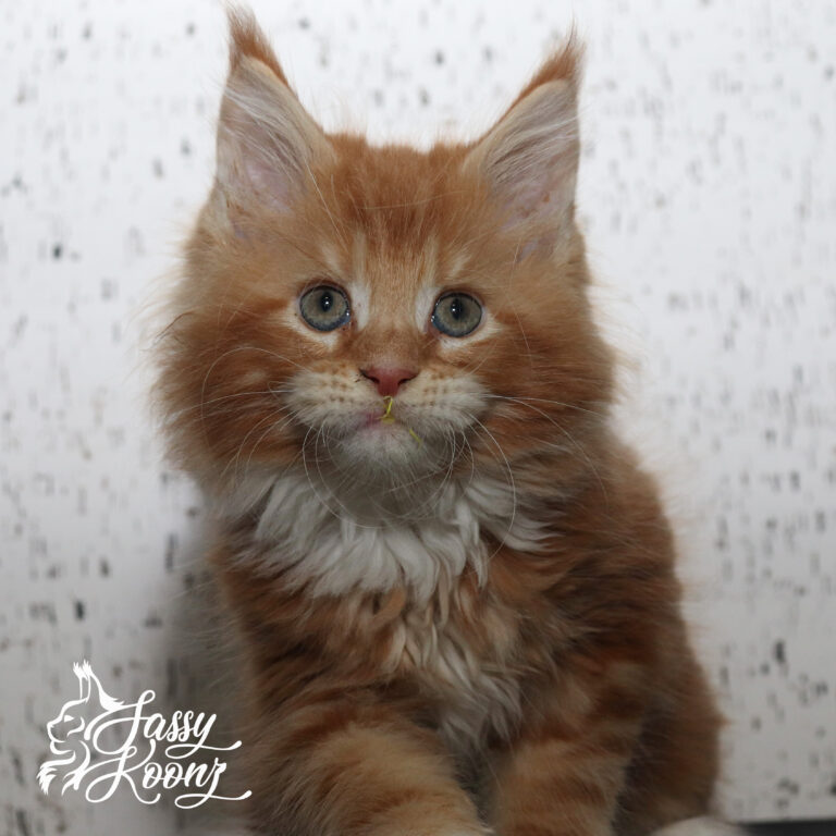 orange maine coon kitten for sale 8 weeks old violets