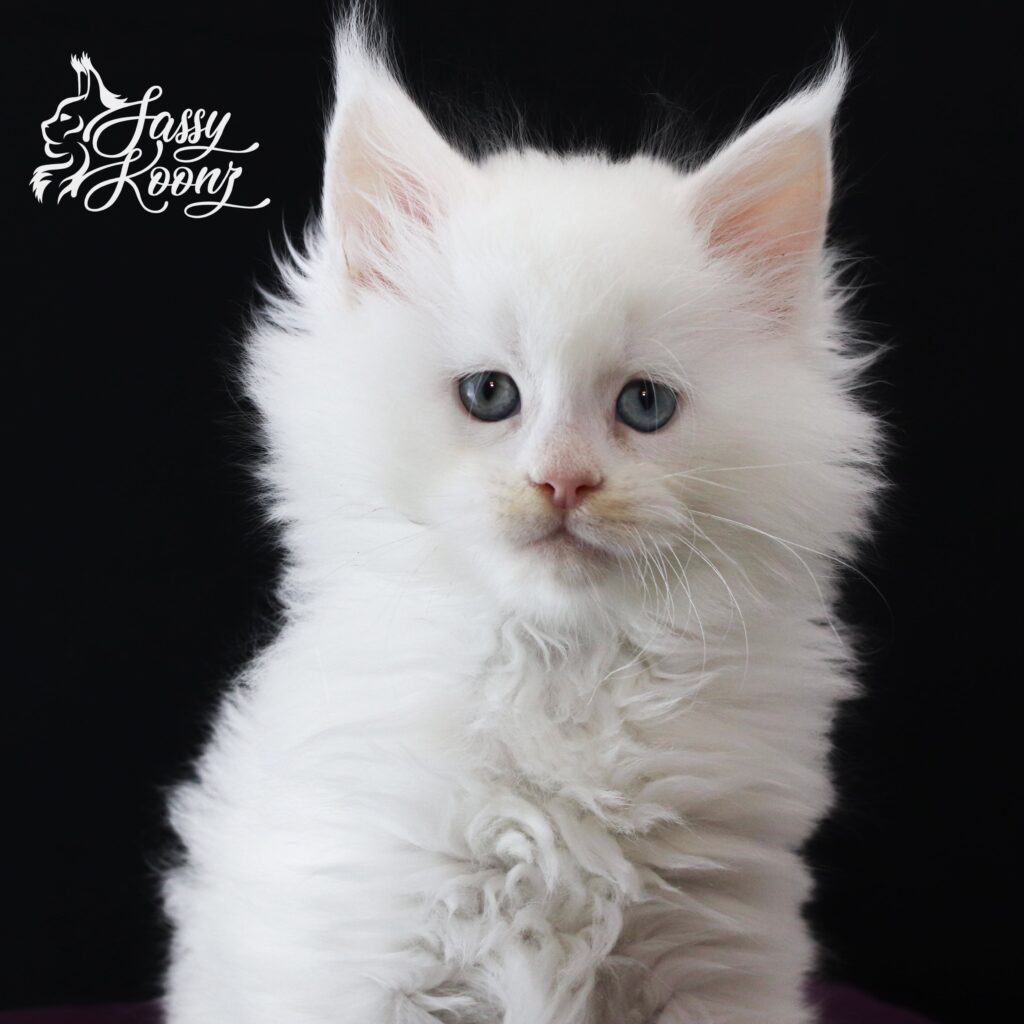 porcelain-7-weeks-old-white-maine-coon-min ⋆ Sassy Koonz Maine Coon Cattery porcelain 7 weeks old white maine coon